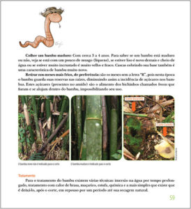 horta escolar p2